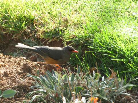 Image of Abyssinian Thrush