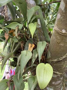 Image of Pleurothallis cardiothallis Rchb. fil.