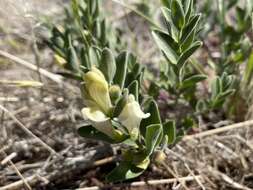 Image of dwarf skullcap