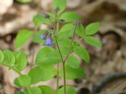 Plancia ëd Polemonium reptans var. villosum E. L. Braun