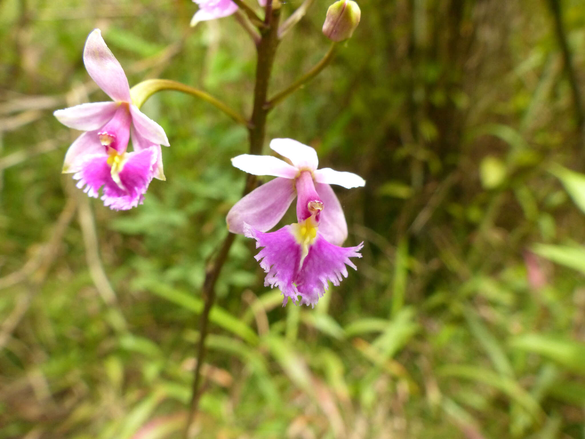 Слика од Epidendrum calanthum Rchb. fil. & Warsz.