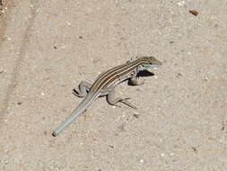 Image of Plateau Striped Whiptail