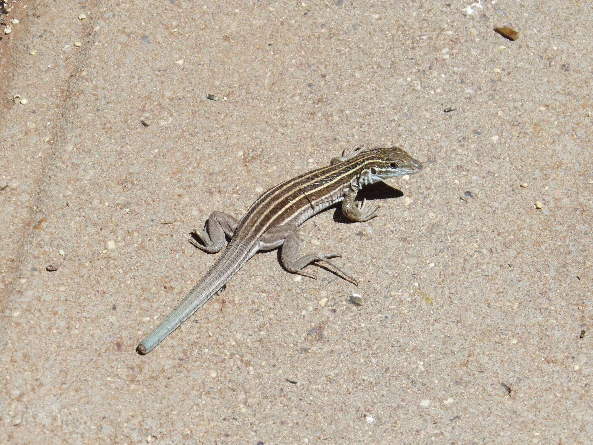 Image of Plateau Striped Whiptail