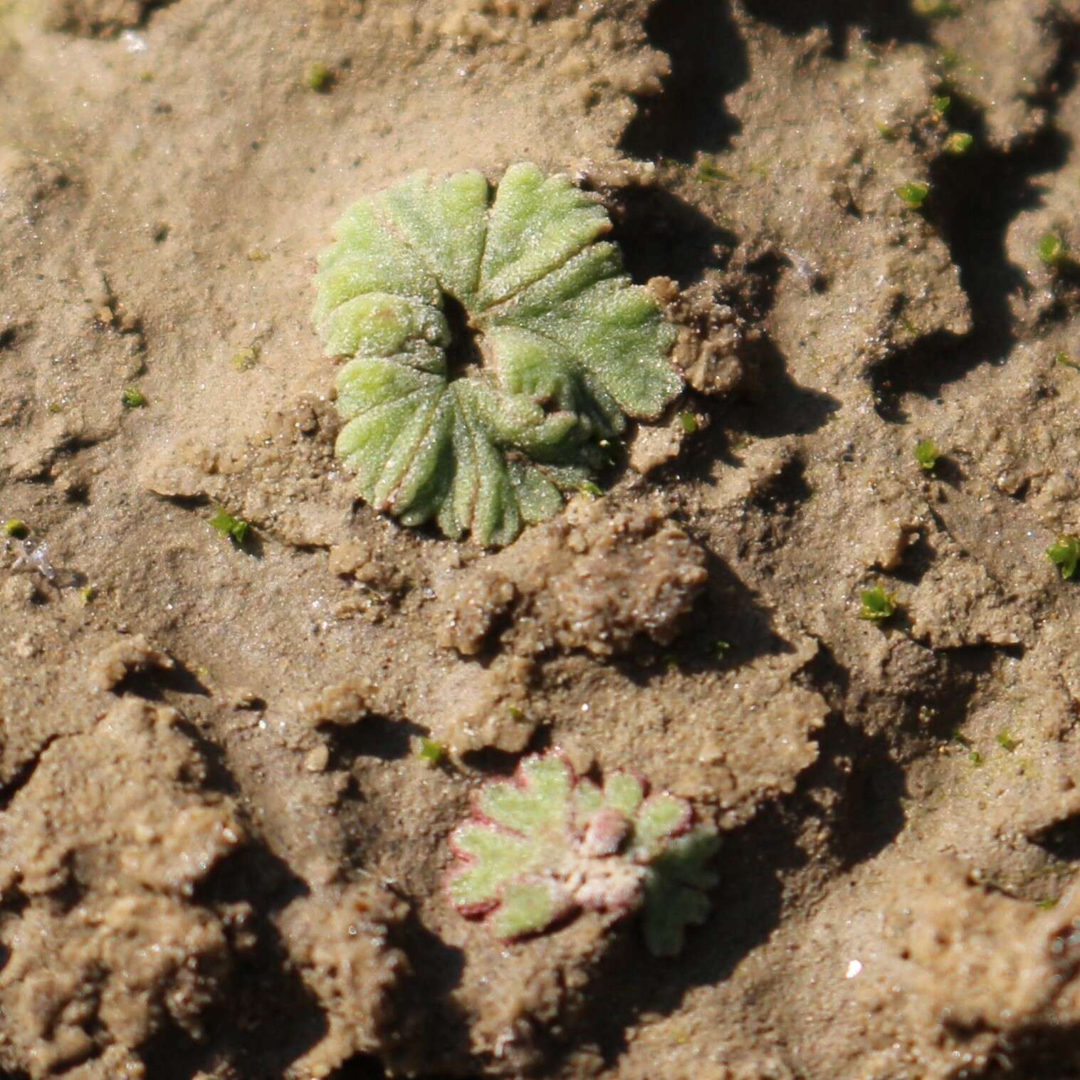 Image of Riccia frostii Austin