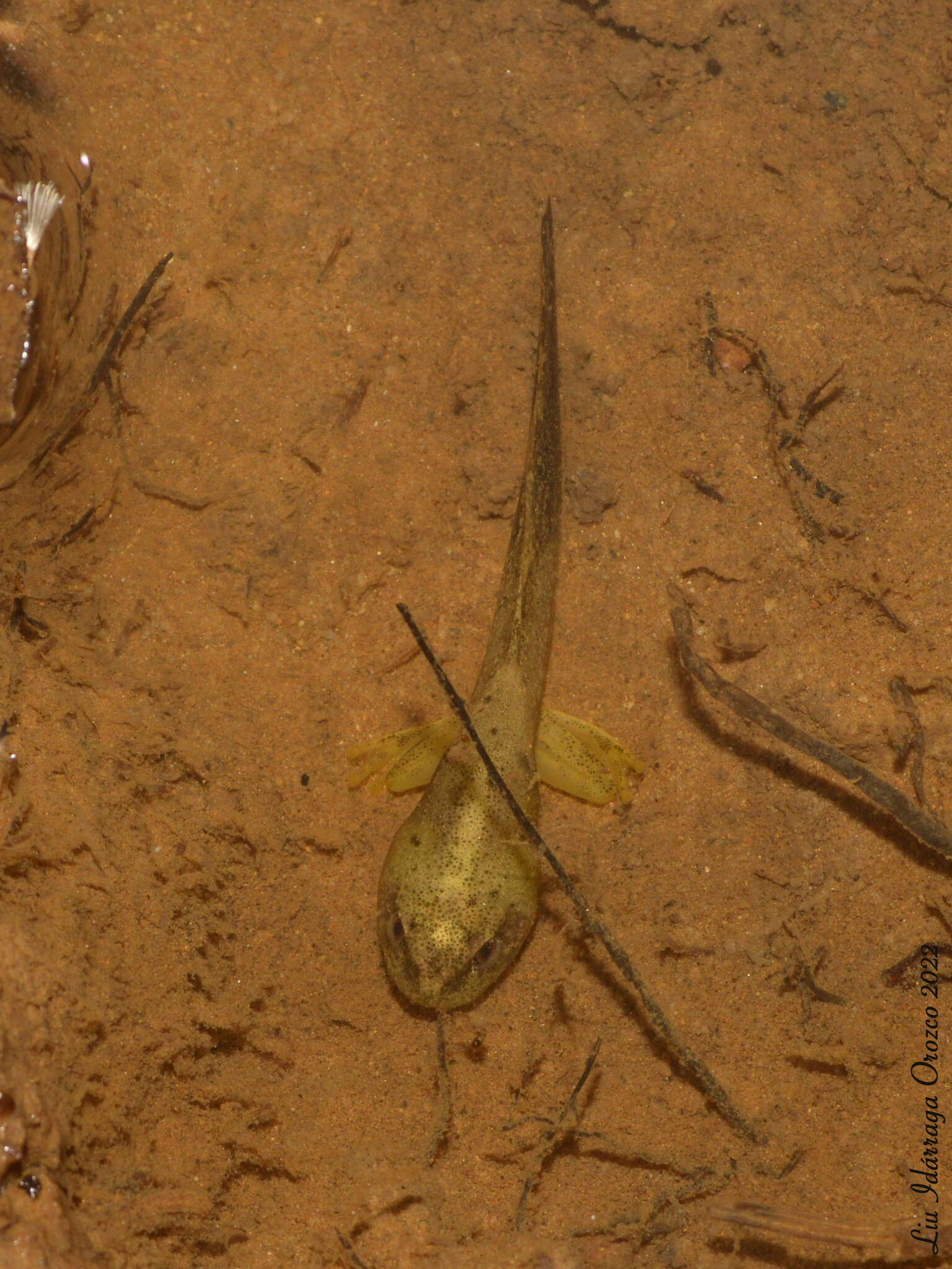 Image of Aplastodiscus ehrhardti (Müller 1924)