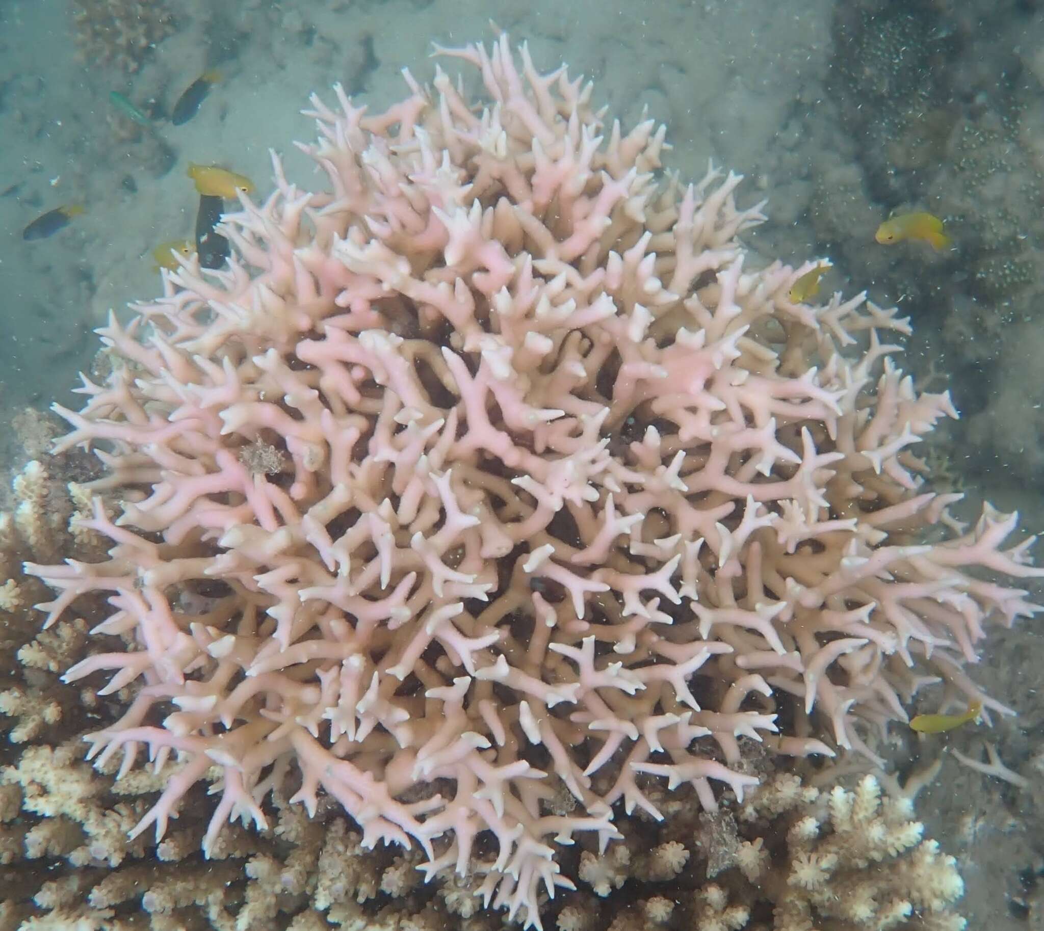 Image of Thin Birdsnest Coral