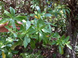 Image de Urostemon kirkii var. angustior (Allan) B. Nord.