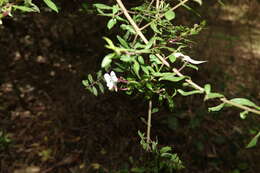 Слика од Radamaea montana Benth.