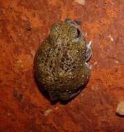 Image of Desert Spadefoot Toad