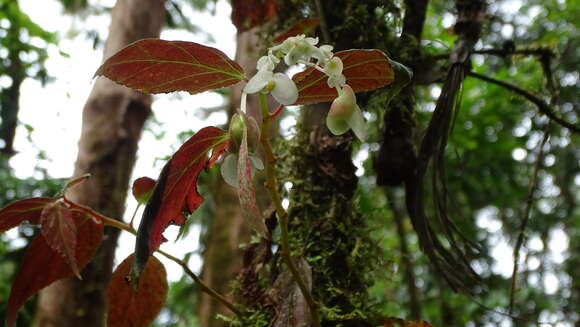 Image of Begonia rossmanniae A. DC.