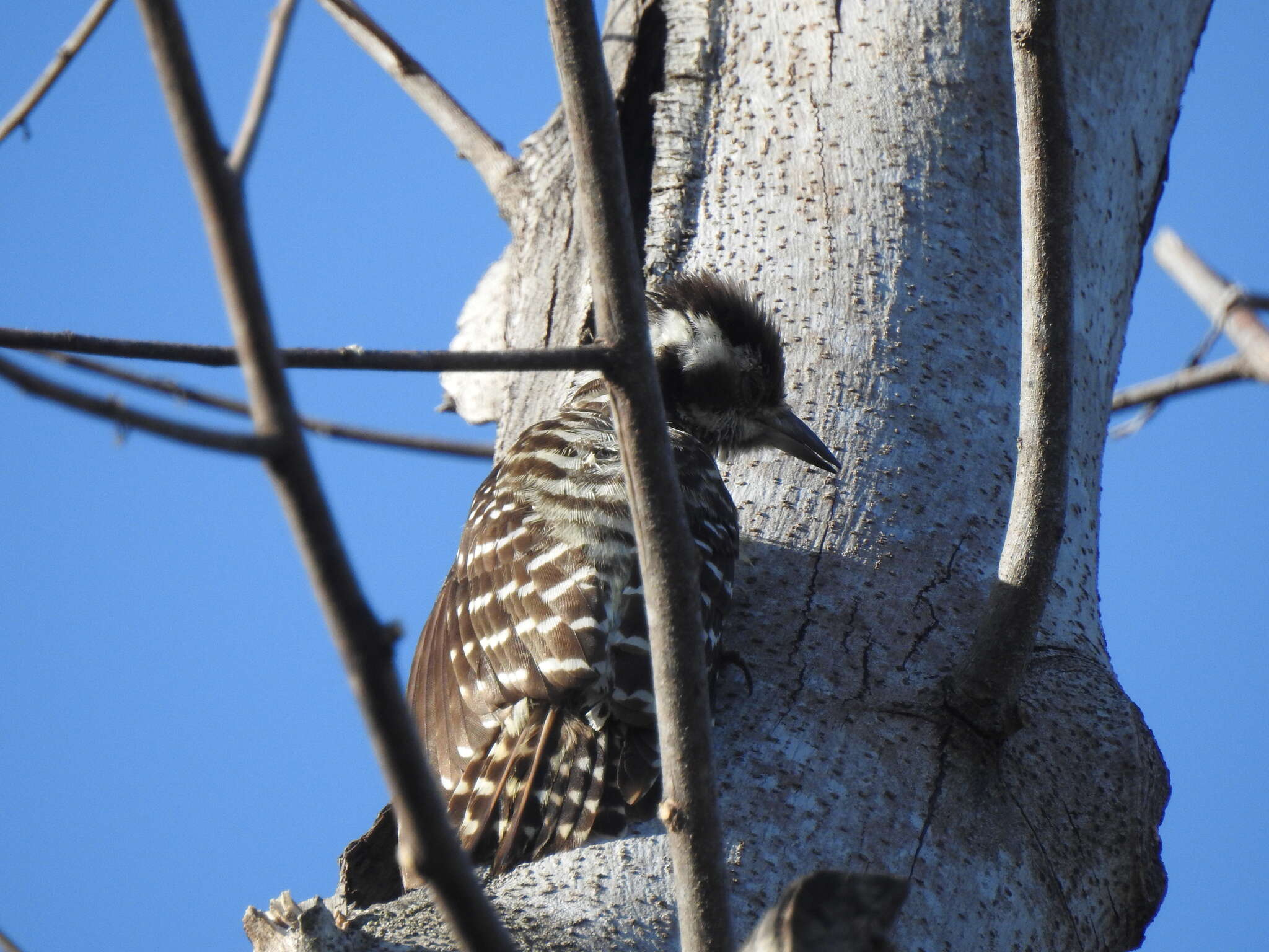 Image of Philippine Pygmy Woodpecker