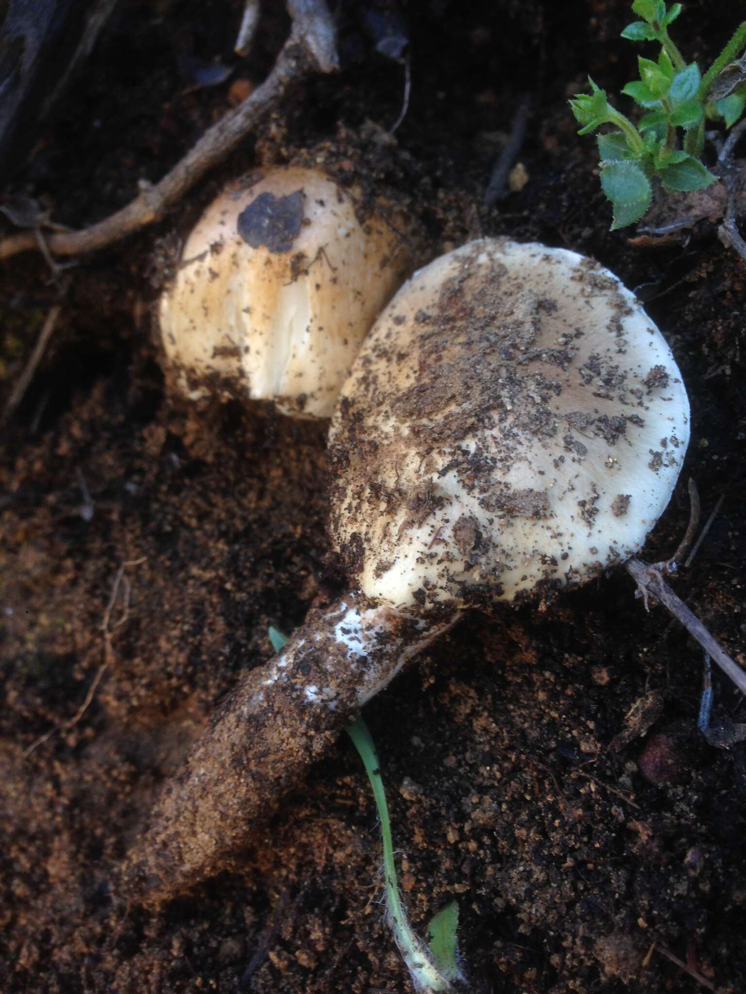 Image of Hygrophorus roseobrunneus Murrill 1916