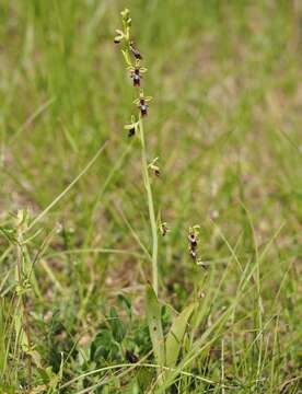 Слика од Ophrys insectifera L.