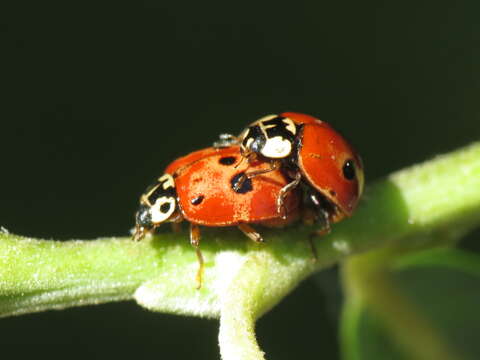 Image of Adalia bipunctata revelierei