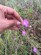 Image of saltmarsh false foxglove