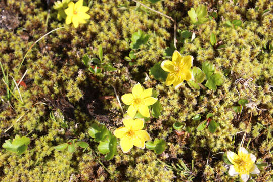 Image of Yellow Thimbleweed