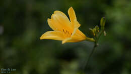 Слика од Hemerocallis hakuunensis Nakai