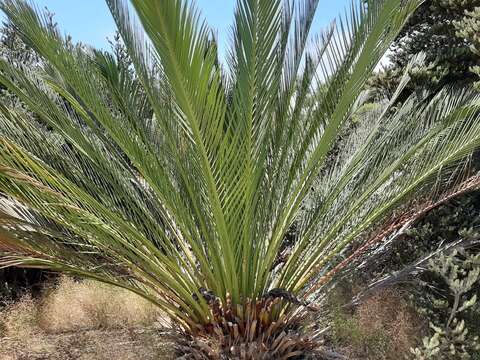 Image of Macrozamia fraseri Miq.