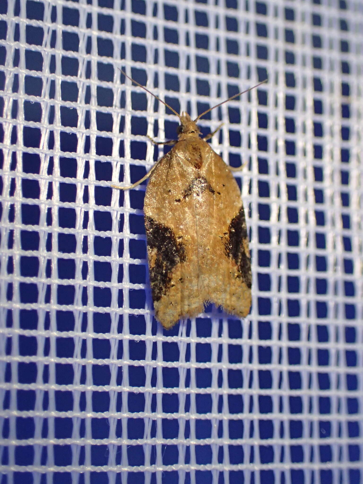 Image of broad-barred button moth