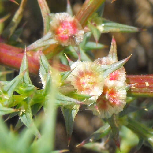 Kali tragus (L.) Scop.的圖片