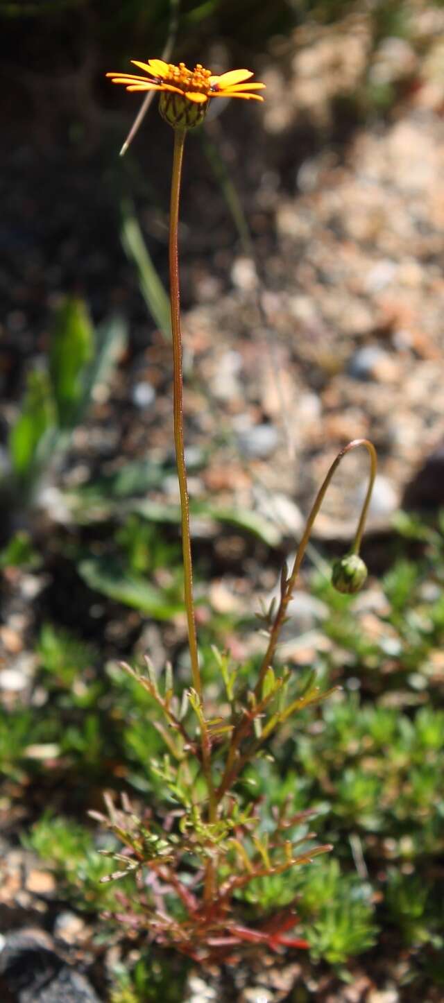 Ursinia anthemoides subsp. anthemoides resmi