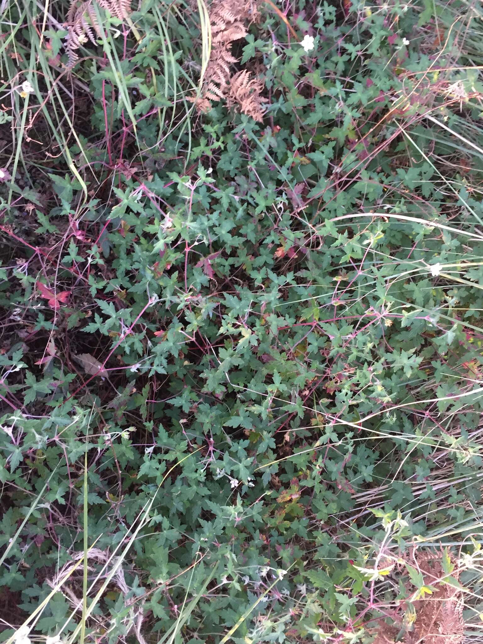 Image of Geranium deltoideum Rydb. ex Hanks & Small