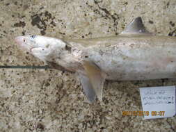 Image of Grey Sharpnose Shark