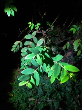 Image of Hypericum geminiflorum Hemsl.