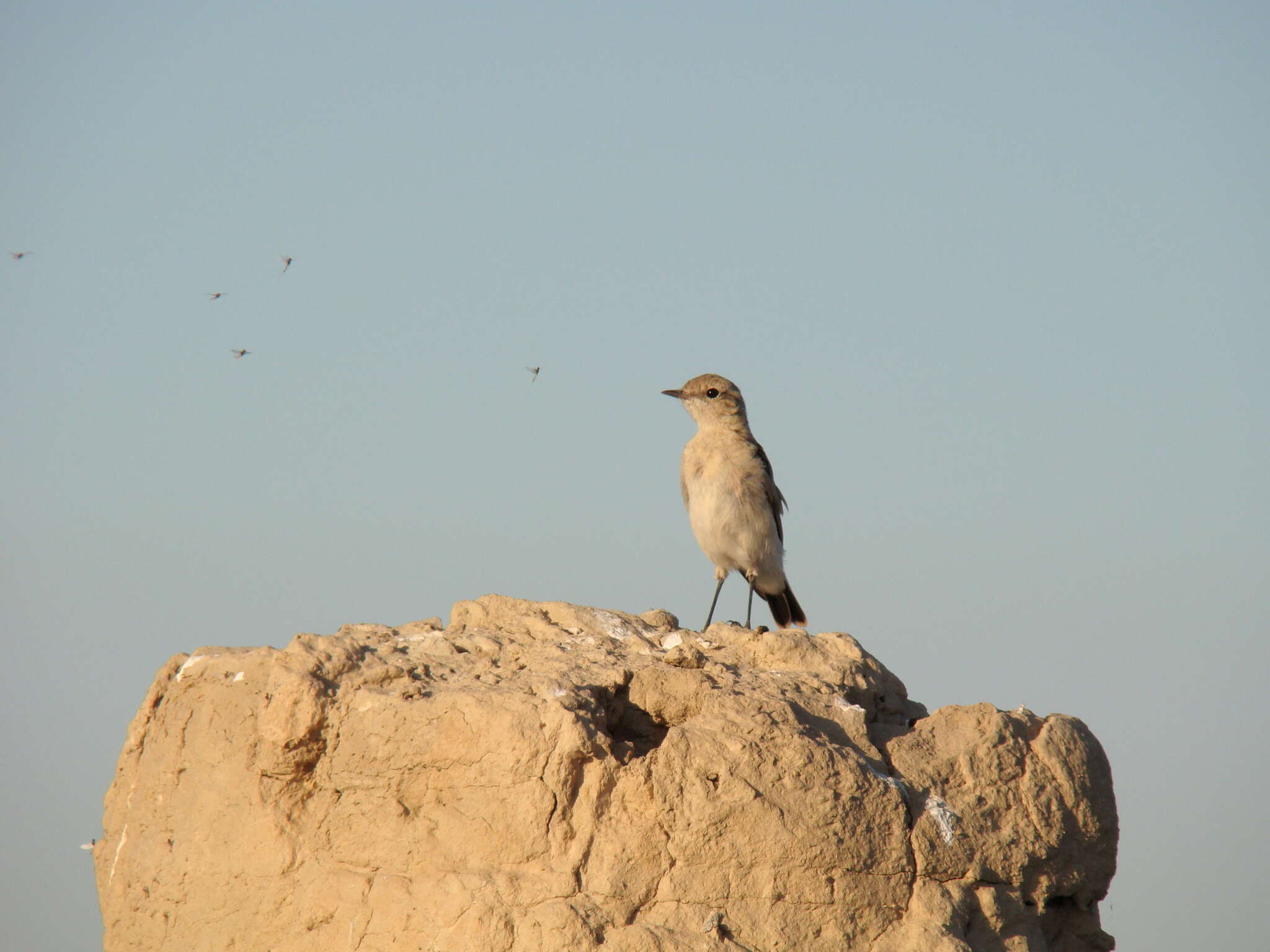 Image of Isabelline Wheatear