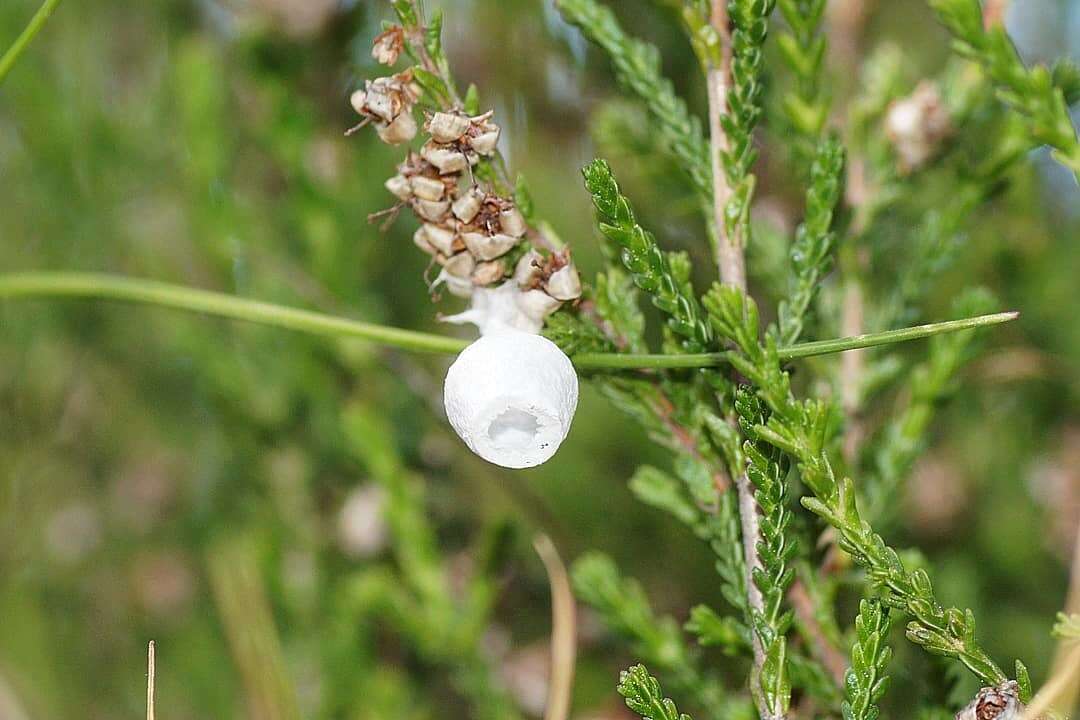 Image of Agroeca brunnea (Blackwall 1833)