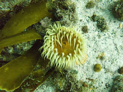 Image of False plum anemone