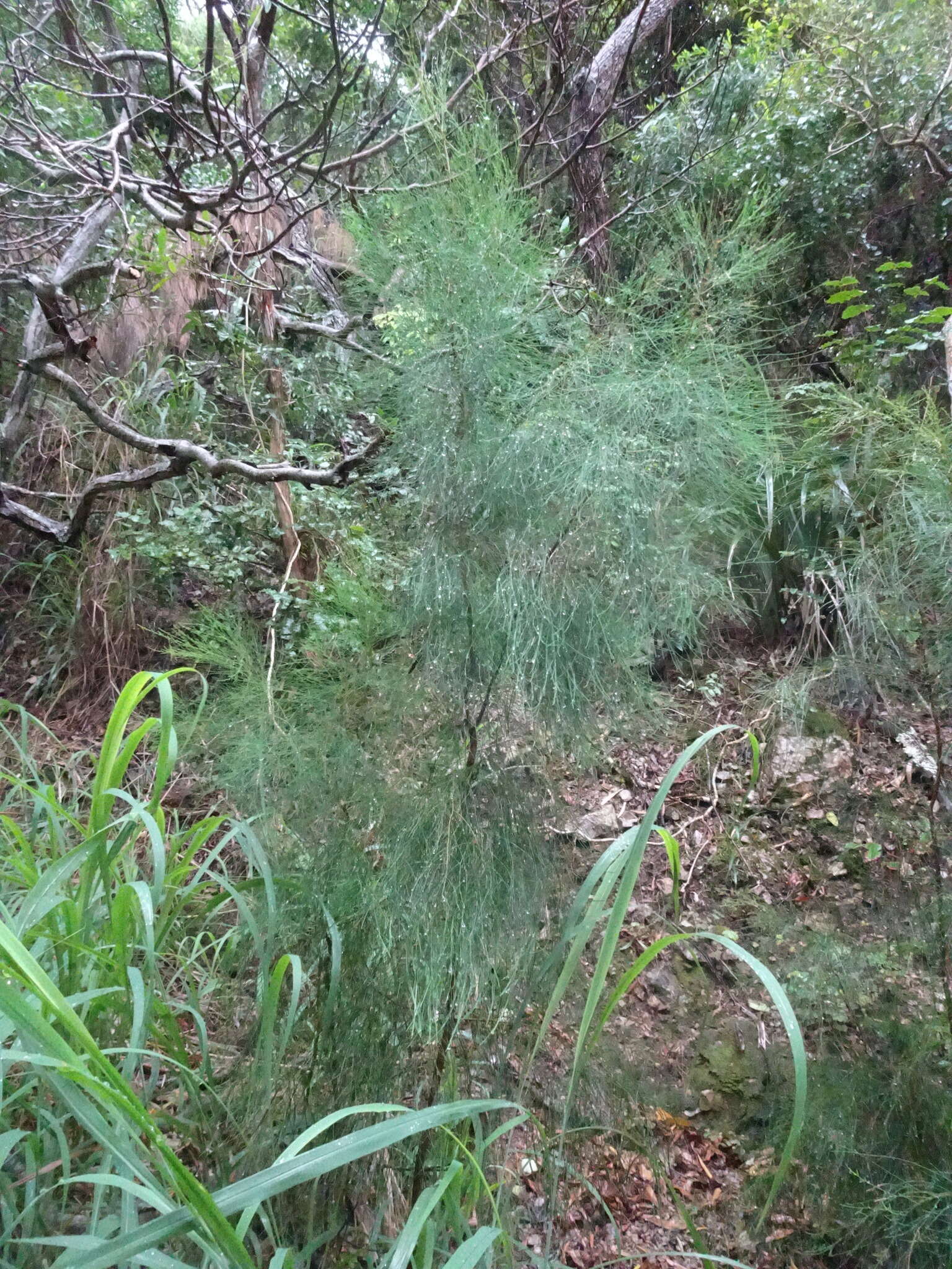 Image of Casuarina collina Poiss. ex Panch. & Sebert