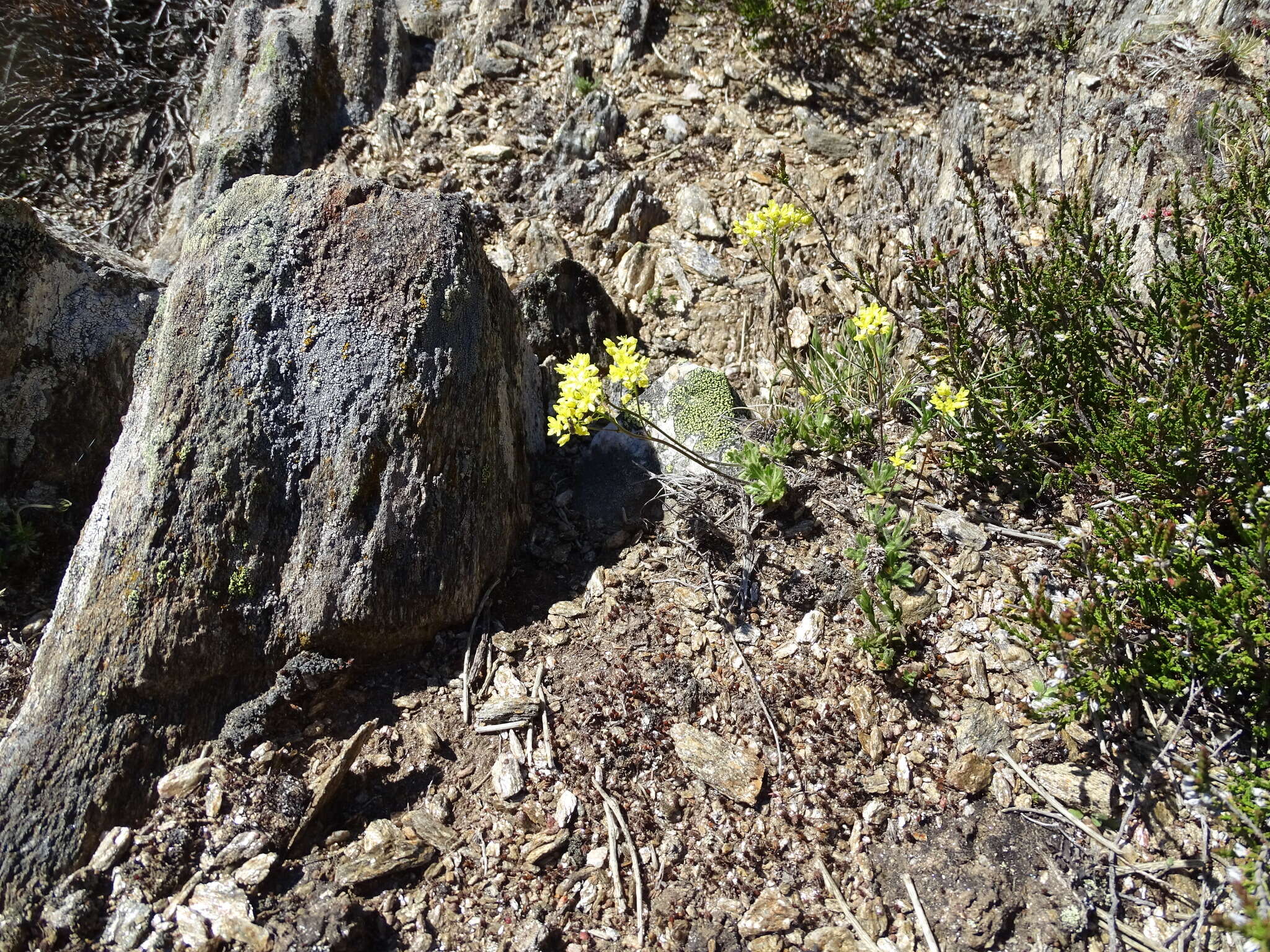 Image of Narcissus rupicola Dufour