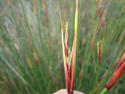 Image of Neesenbeckia punctoria (Vahl) Levyns