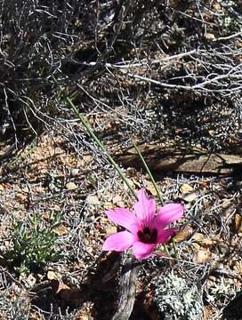 Image of Romulea atrandra var. atrandra