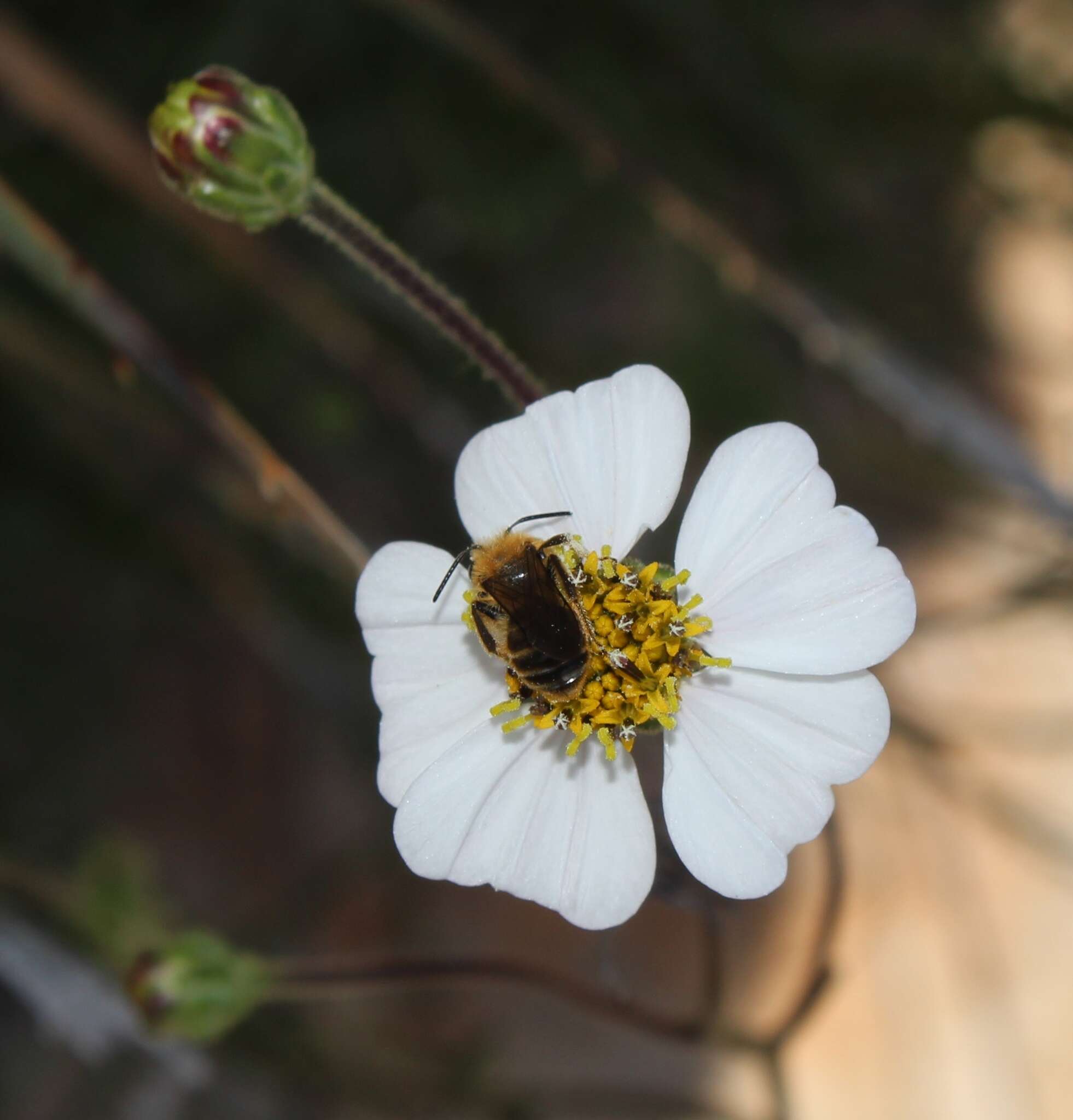 Image de Tridax palmeri A. Gray