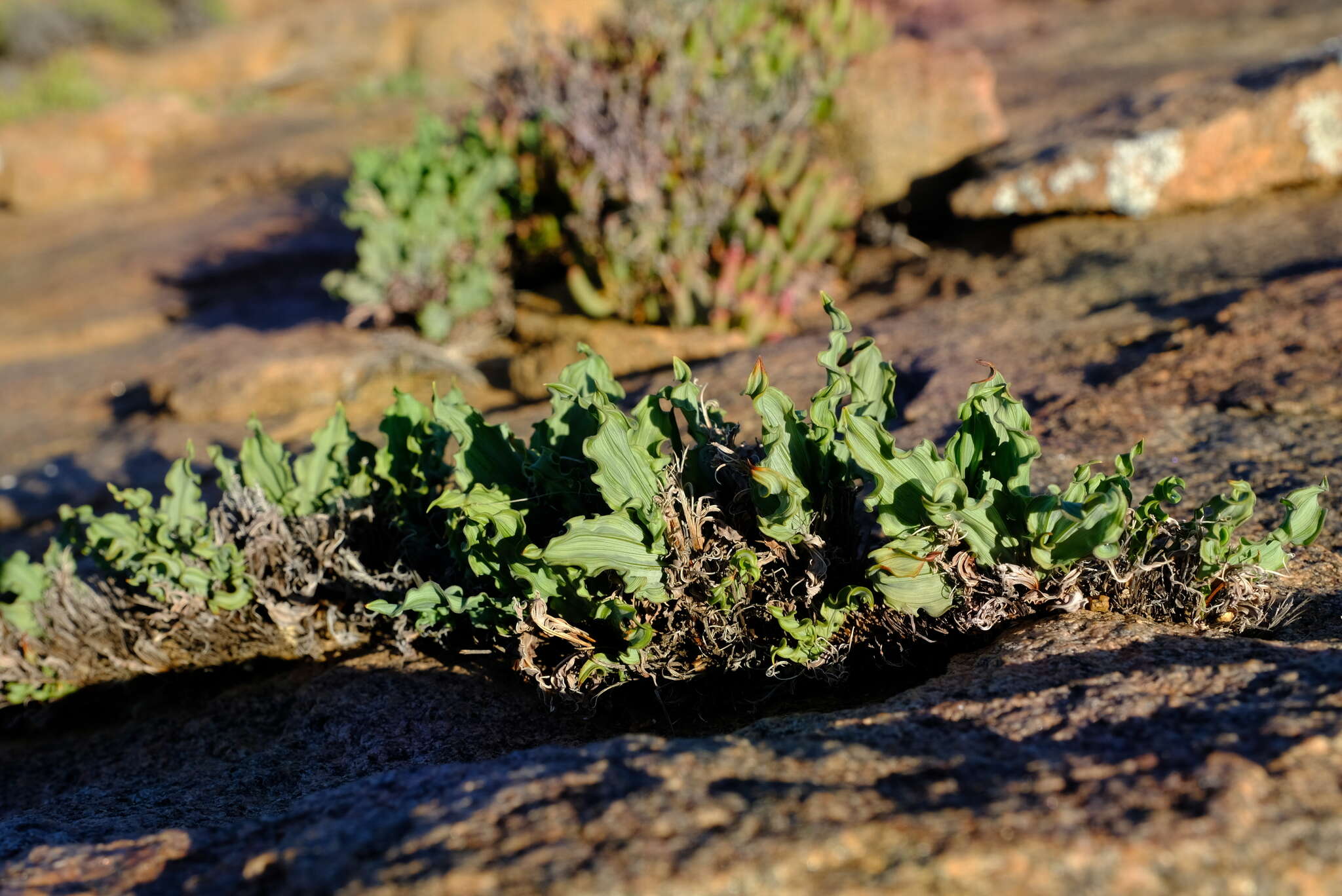 Image of Babiana cinnamomea J. C. Manning & Goldblatt