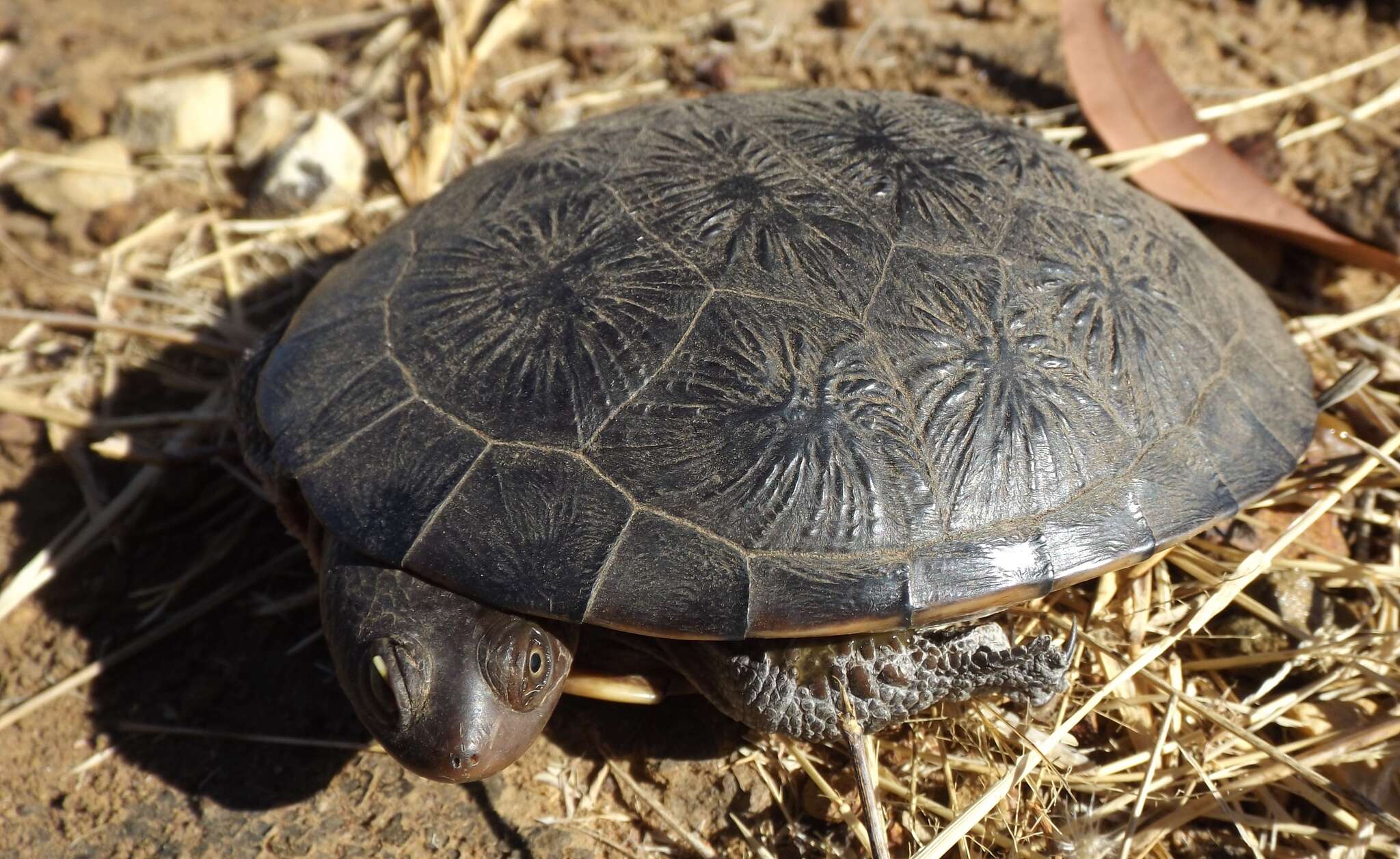 Image of Cann's Snake-necked Turtle