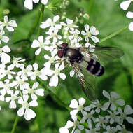 Leucozona xylotoides (Johnson 1916) resmi