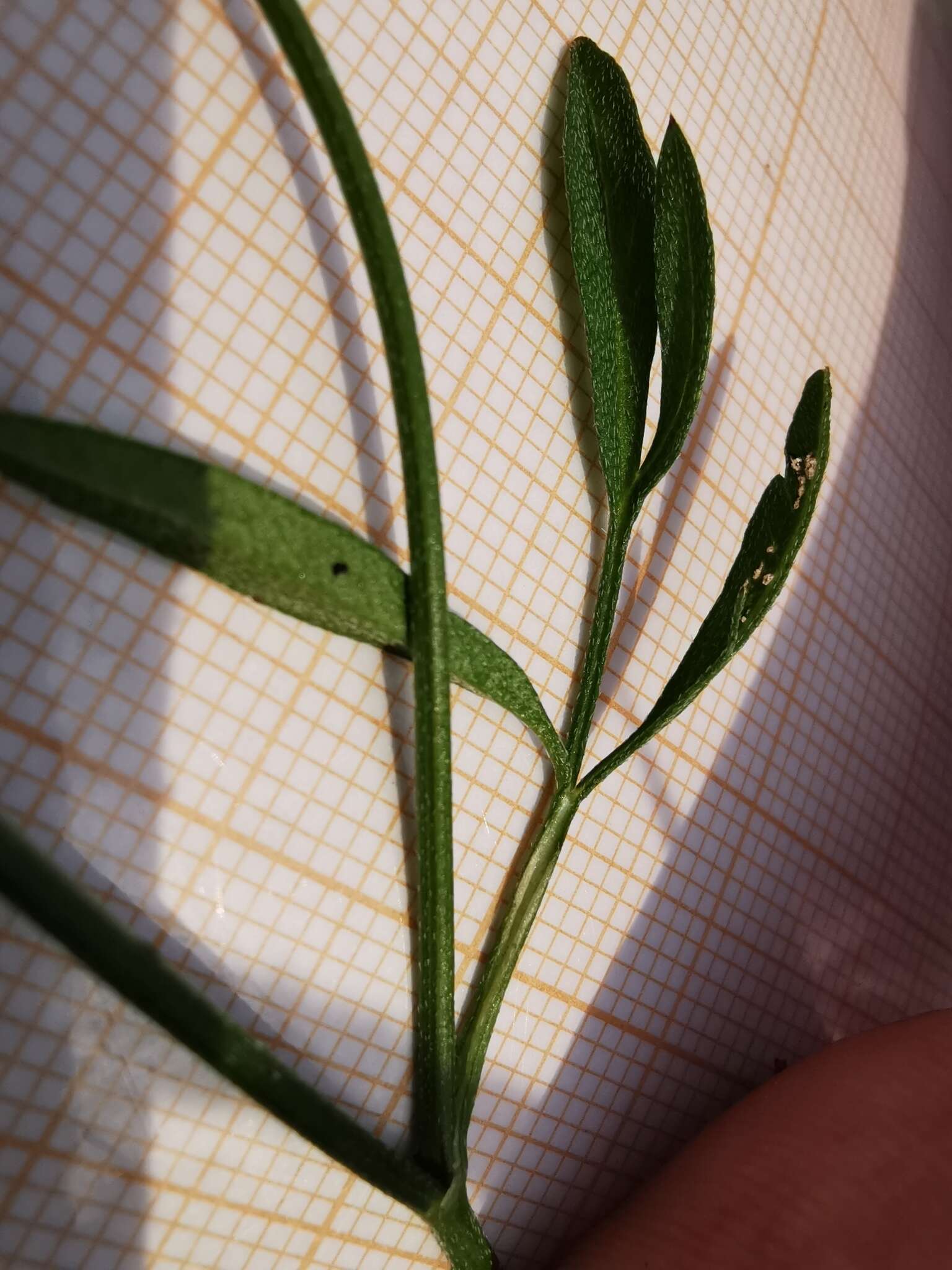 Image of spreading hedgeparsley