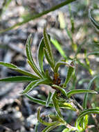 Image of Hibbertia vaginata (Benth.) F. Müll.