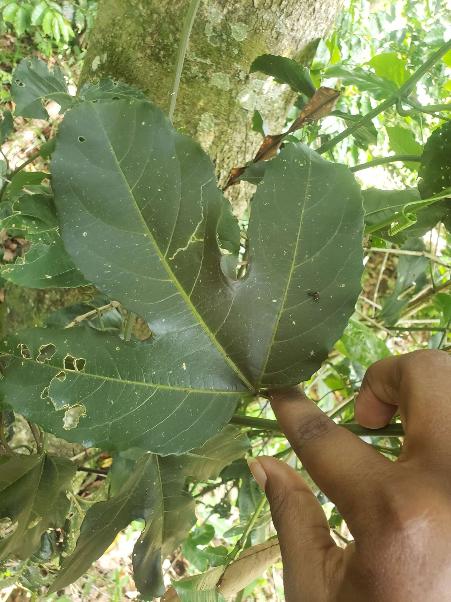 Image of American Melonleaf