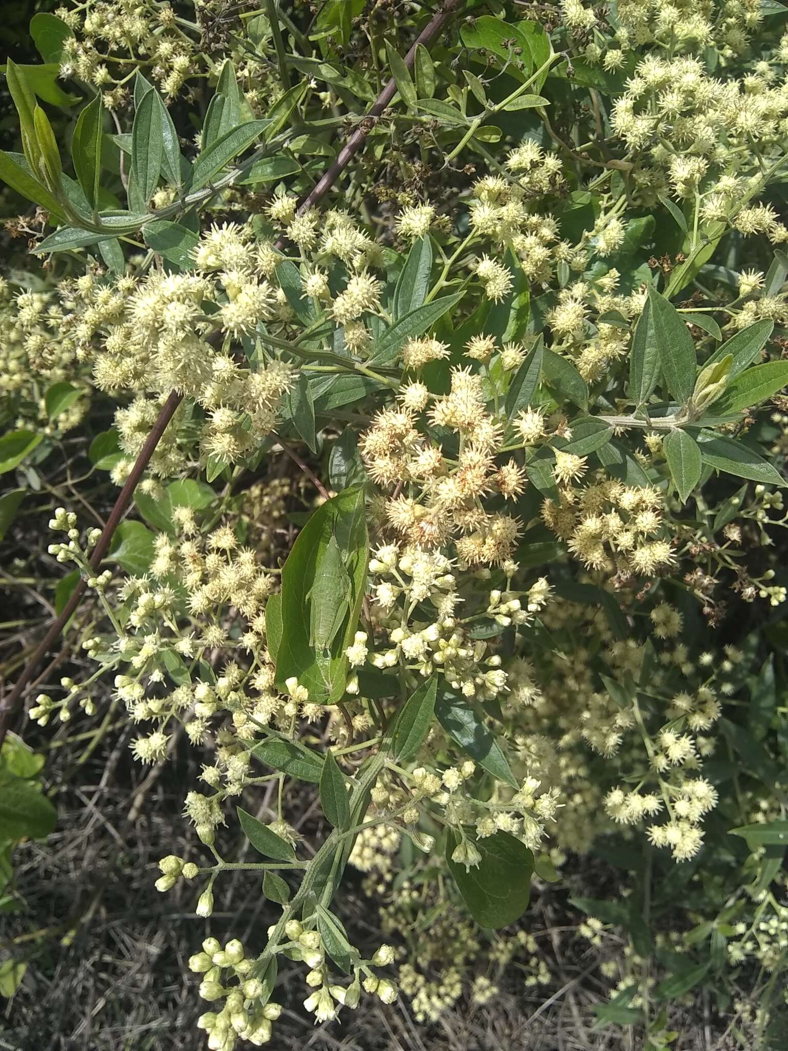 Image of Baccharis trinervis (Lam.) Pers.