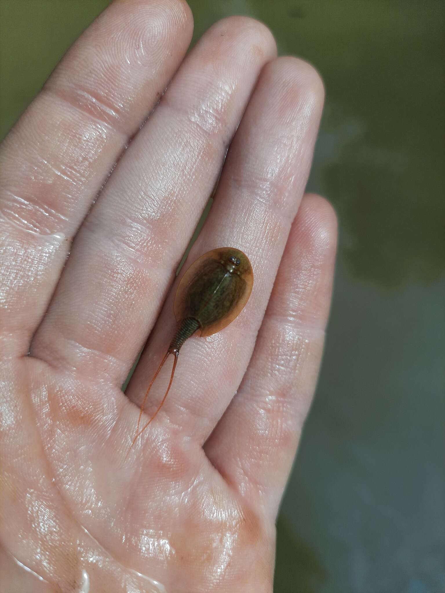 Image of Tadpole shrimp