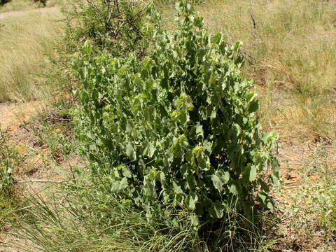 Image of Abutilon pycnodon Hochr.