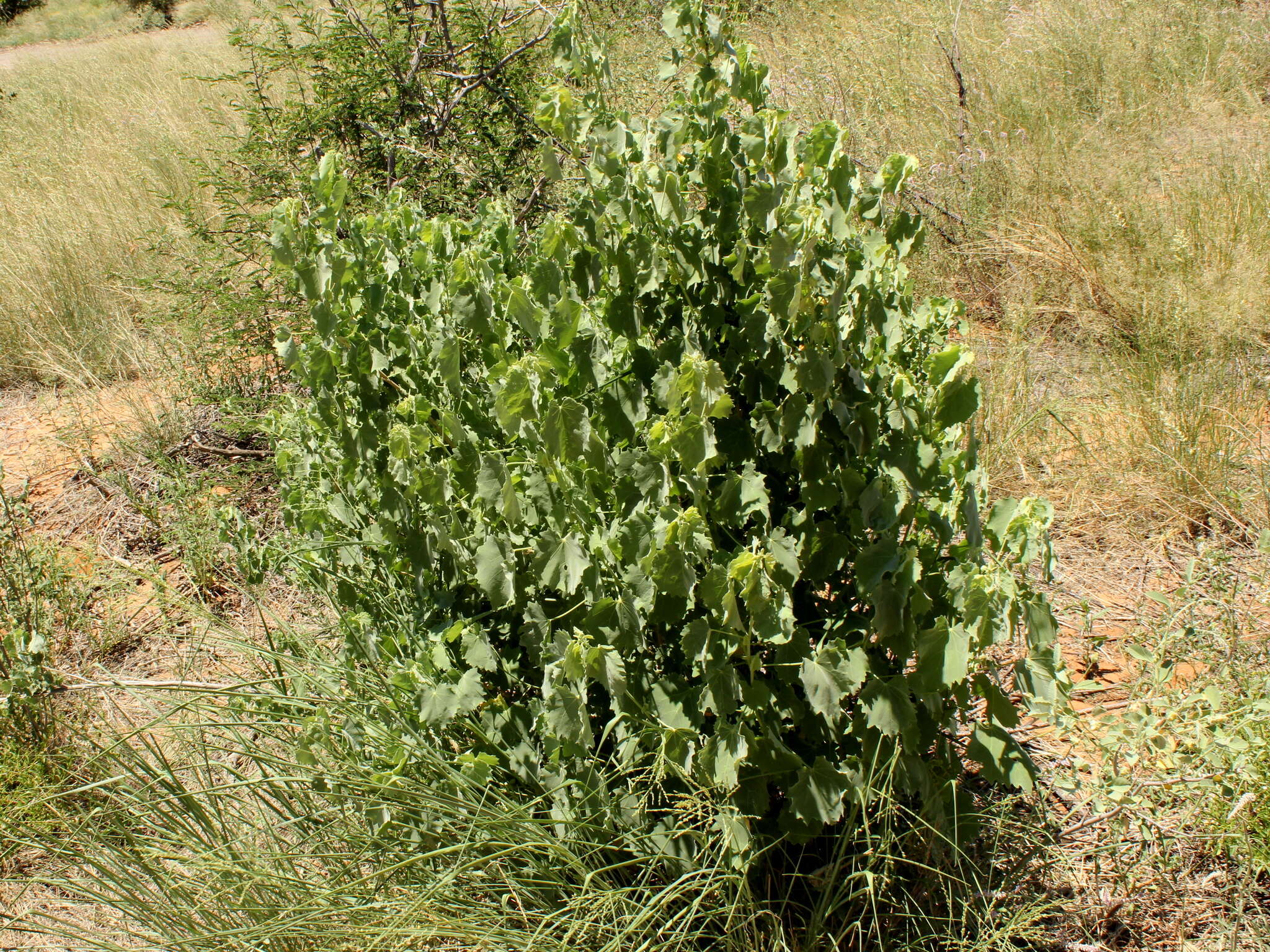 Imagem de Abutilon pycnodon Hochr.