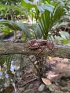 Image of Seychelles Tree Frog