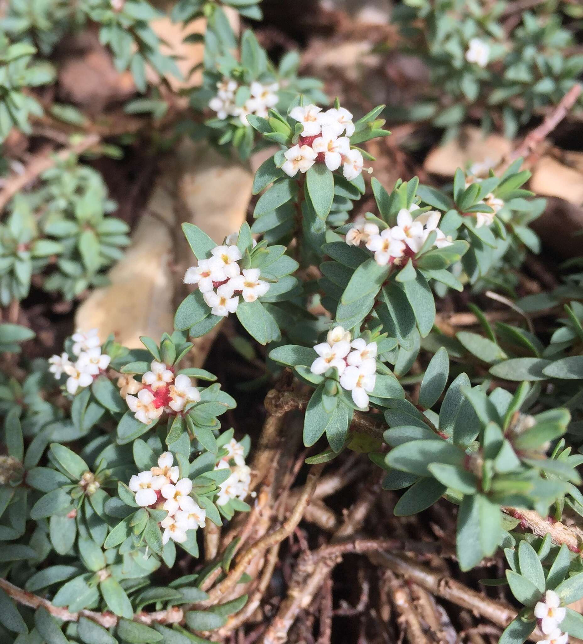 Image of Pimelea prostrata subsp. prostrata