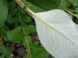 Image de Salix alaxensis var. longistylis (Rydb.) C. K. Schneid.