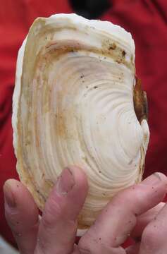 Image of Pacific Geoduck